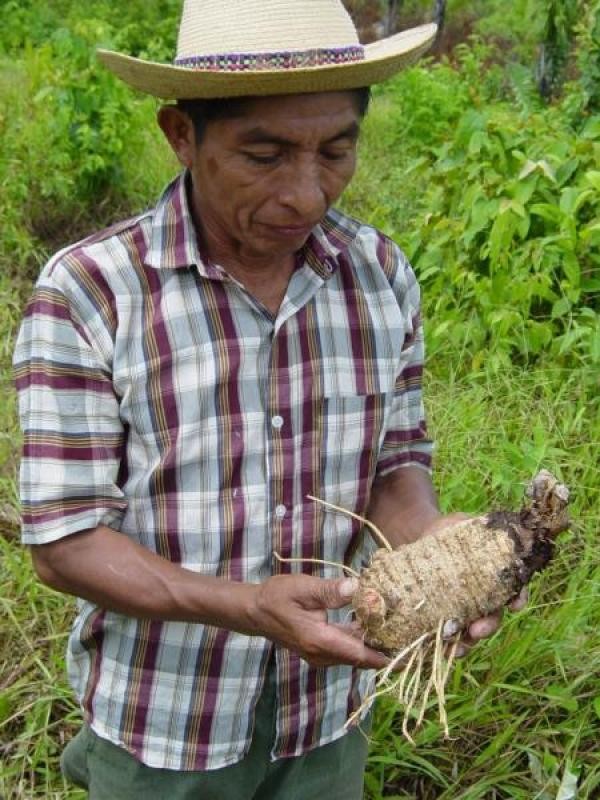 Mayanfarmer
