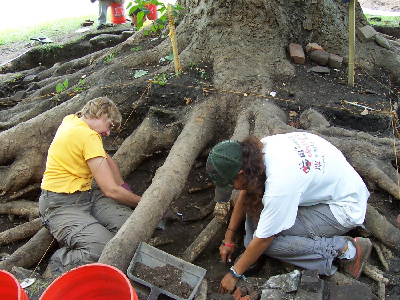 Anthropologists digging in tree roots